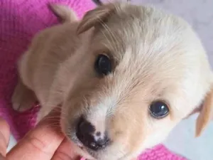 Cachorro raça SRD-ViraLata idade 2 a 6 meses nome Sem nome 