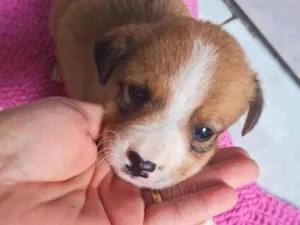 Cachorro raça SRD-ViraLata idade 2 a 6 meses nome Sem nome 