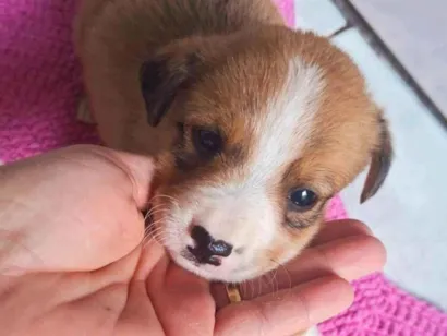 Cachorro raça SRD-ViraLata idade 2 a 6 meses nome Sem nome 