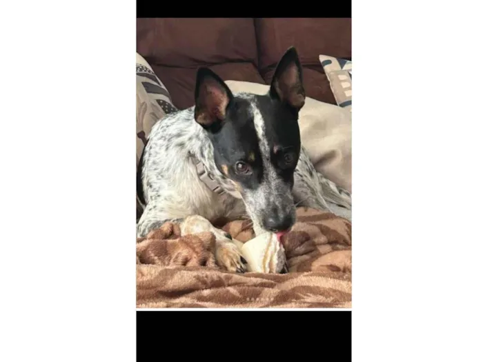 Cachorro ra a SRD-ViraLata idade 3 anos nome Antunes