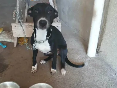 Cachorro raça SRD-ViraLata idade 2 a 6 meses nome Minerva