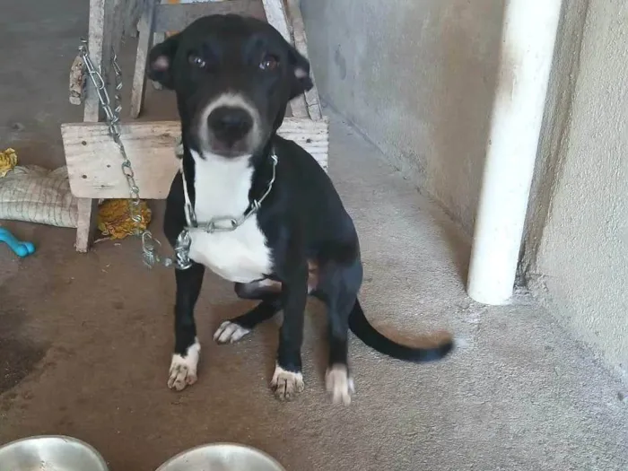 Cachorro ra a SRD-ViraLata idade 2 a 6 meses nome Minerva