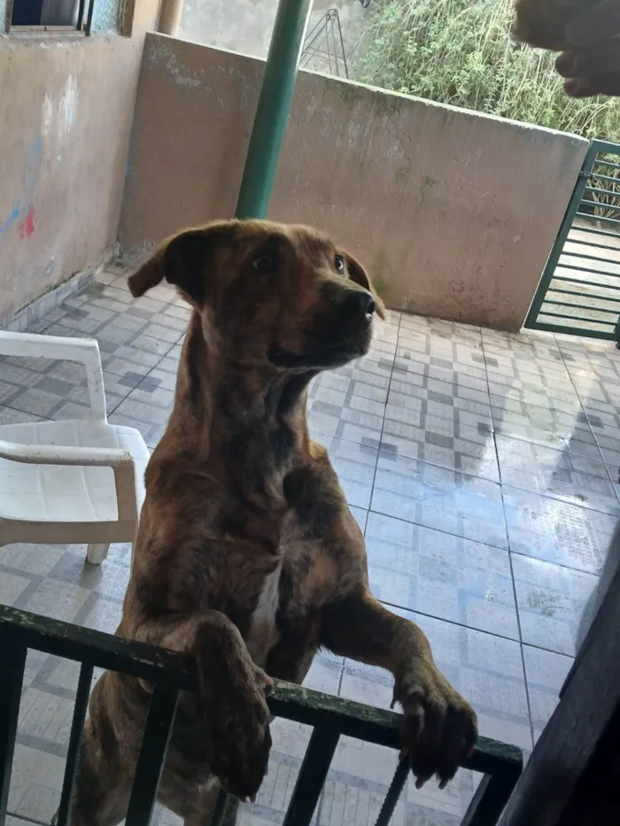 Cachorro ra a SRD-ViraLata idade 2 a 6 meses nome Naja 