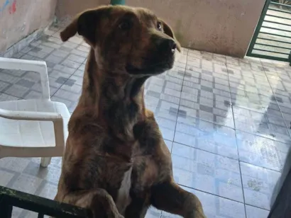 Cachorro raça SRD-ViraLata idade 2 a 6 meses nome Naja 