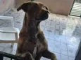 Naja