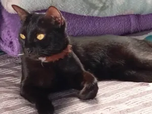 Gato raça SRD-ViraLata idade 1 ano nome Pixie