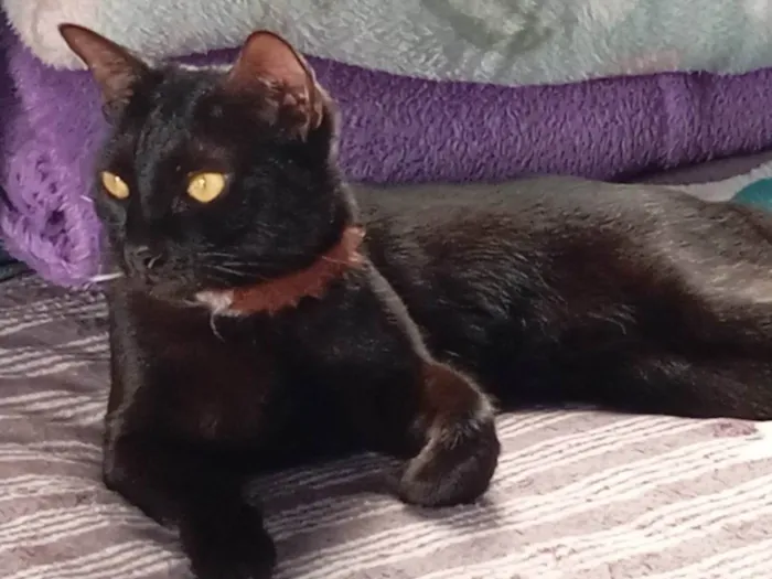 Gato ra a SRD-ViraLata idade 1 ano nome Pixie