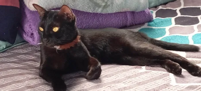 Gato ra a SRD-ViraLata idade 1 ano nome Pixie