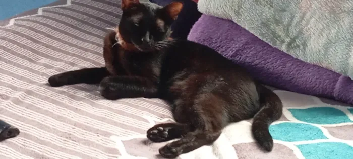 Gato ra a SRD-ViraLata idade 1 ano nome Pixie