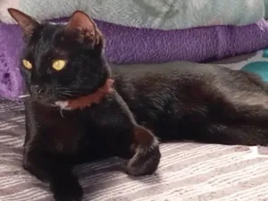 Gato raça SRD-ViraLata idade 1 ano nome Pixie