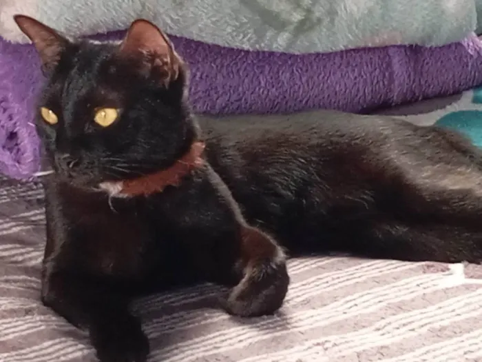 Gato ra a SRD-ViraLata idade 1 ano nome Pixie