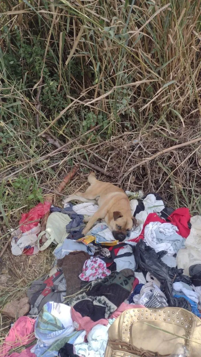 Cachorro ra a SRD-ViraLata idade 5 anos nome Sem nome