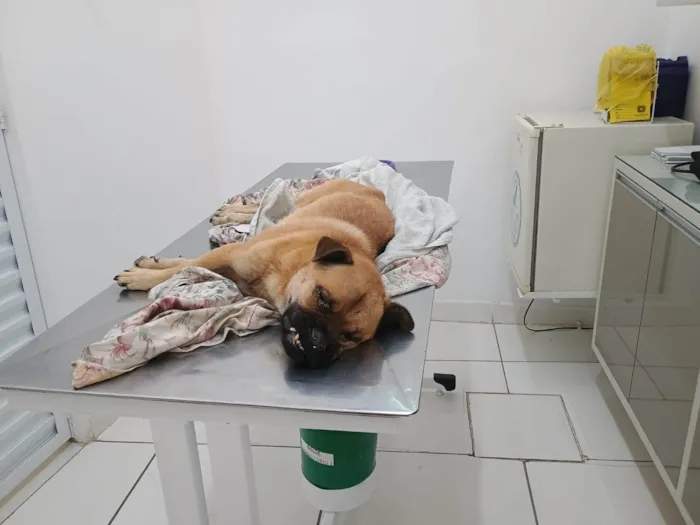 Cachorro ra a SRD-ViraLata idade 5 anos nome Sem nome