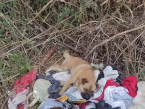 Cachorro raça SRD-ViraLata idade 5 anos nome Sem nome