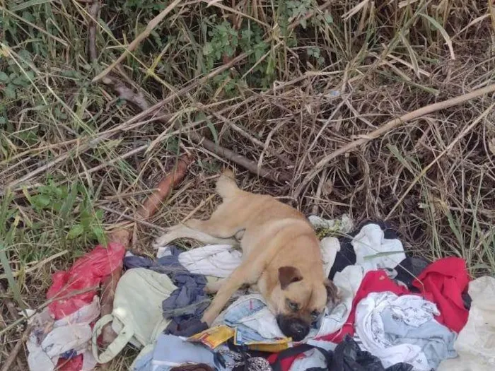 Cachorro ra a SRD-ViraLata idade 5 anos nome Sem nome