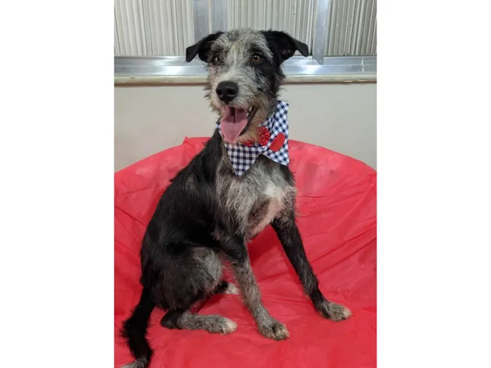 Cachorro ra a SRD-ViraLata idade 1 ano nome Juca