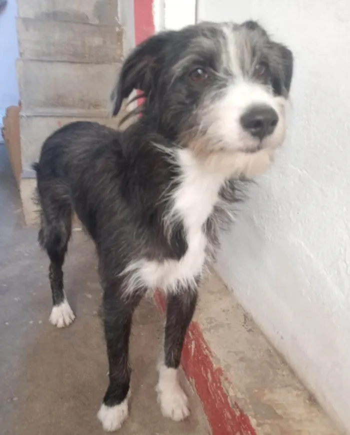 Cachorro ra a SRD-ViraLata idade 7 a 11 meses nome Zeca