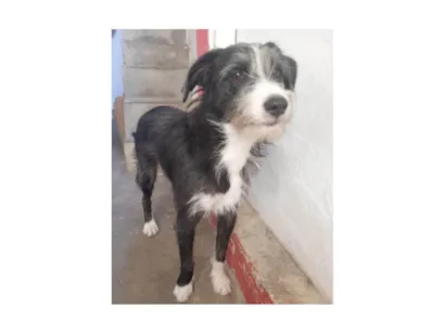 Cachorro raça SRD-ViraLata idade 7 a 11 meses nome Zeca