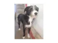 Zeca