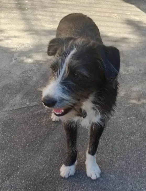 Cachorro ra a SRD-ViraLata idade 7 a 11 meses nome Zeca