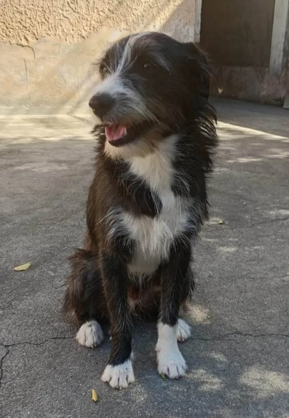 Cachorro ra a SRD-ViraLata idade 7 a 11 meses nome Zeca