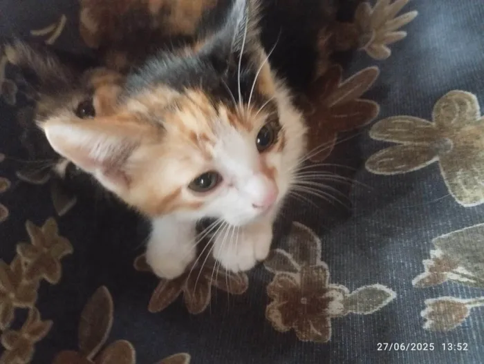 Gato ra a SRD-ViraLata idade Abaixo de 2 meses nome Não tem nome ainda