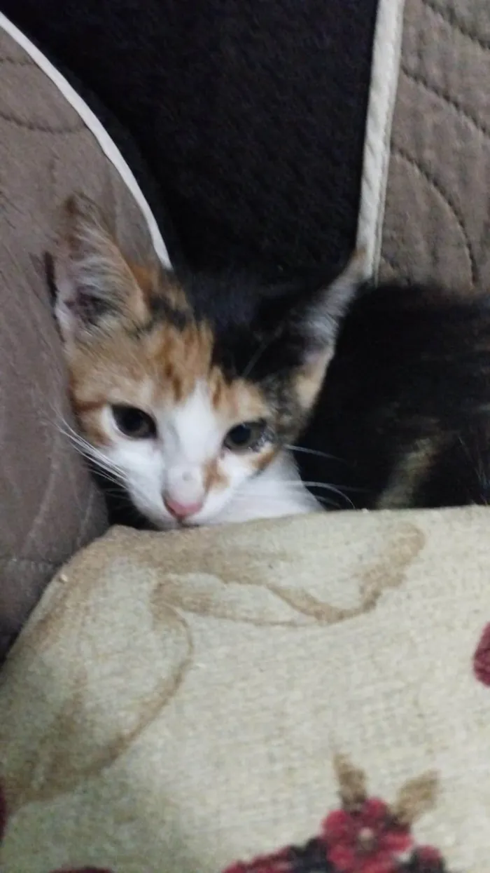 Gato ra a SRD-ViraLata idade Abaixo de 2 meses nome Não tem nome ainda