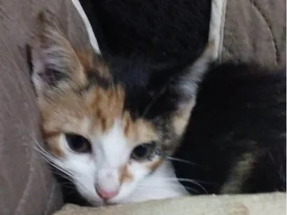 Gato raça SRD-ViraLata idade Abaixo de 2 meses nome Não tem nome ainda