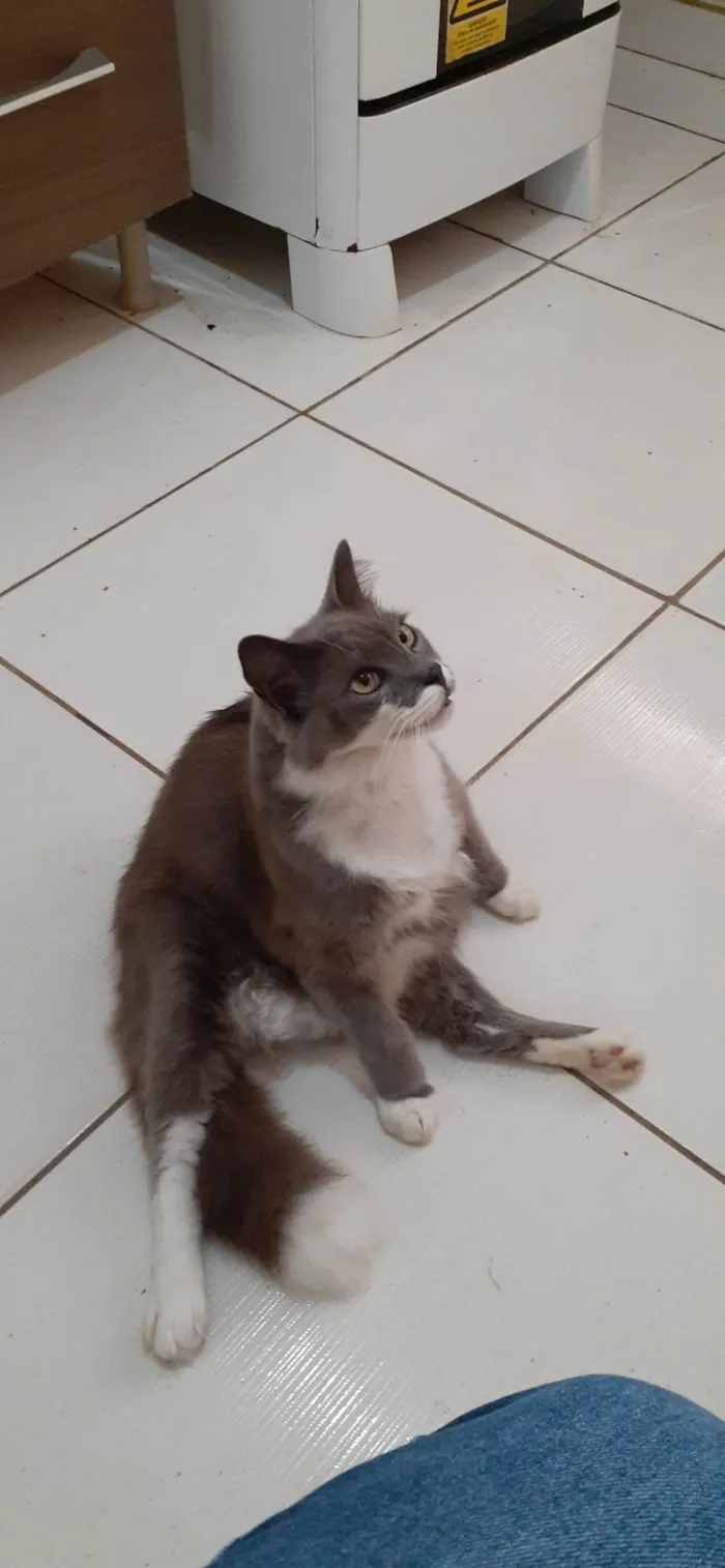 Gato ra a Angorá idade 6 ou mais anos nome Grafite