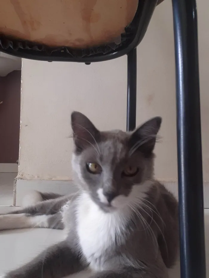 Gato ra a Angorá idade 6 ou mais anos nome Grafite
