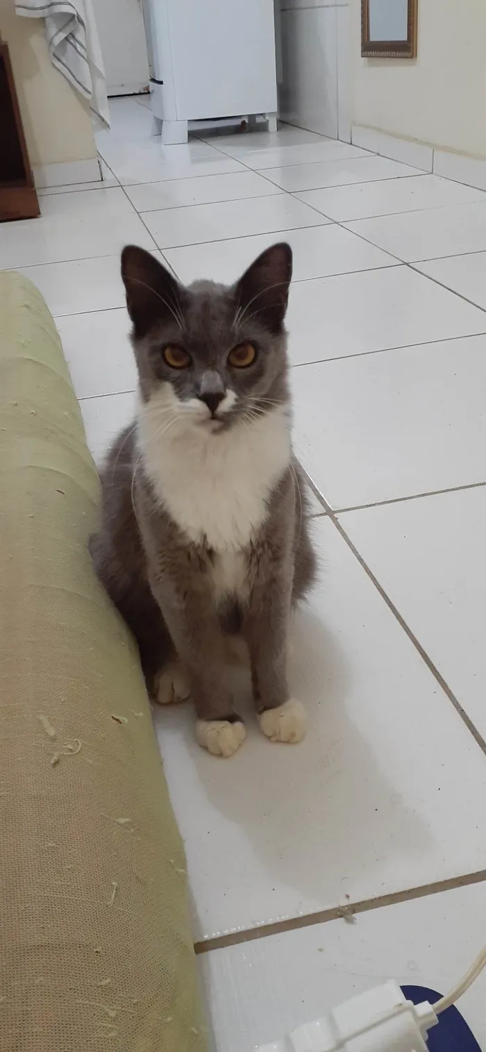 Gato ra a Angorá idade 6 ou mais anos nome Grafite