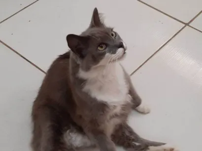 Gato raça Angorá idade 6 ou mais anos nome Grafite