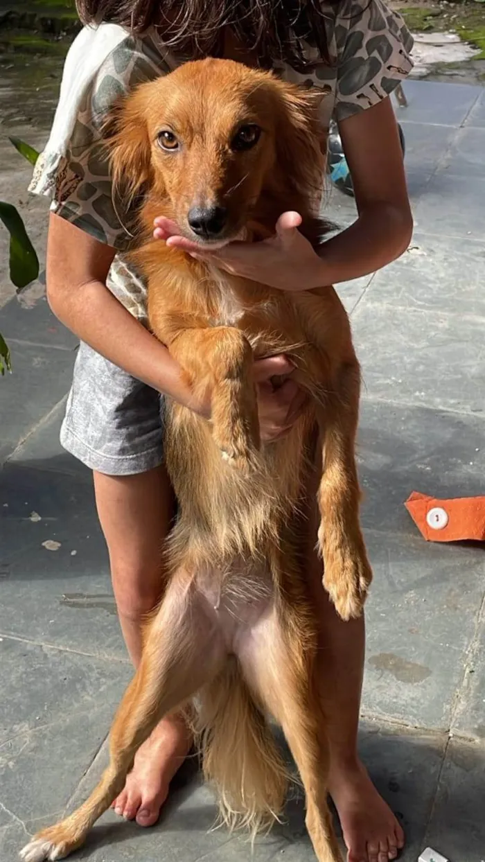 Cachorro ra a SRD-ViraLata idade 1 ano nome Mabel 