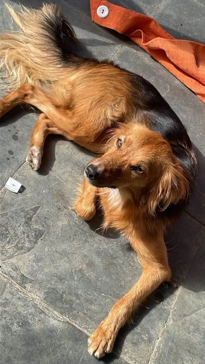 Cachorro ra a SRD-ViraLata idade 1 ano nome Mabel 