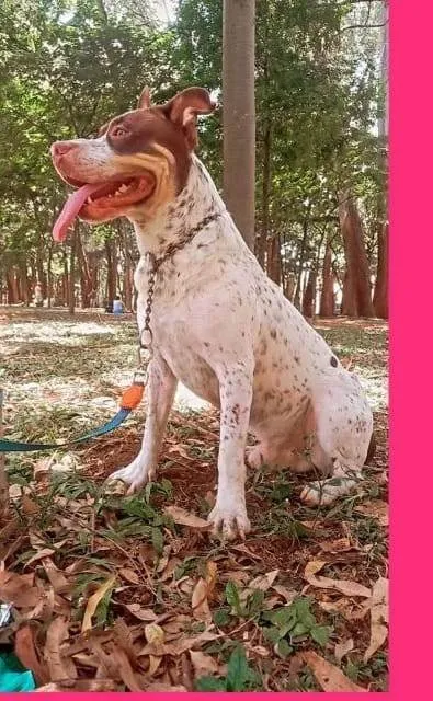 Cachorro ra a Pit-Bull idade 2 a 6 meses nome Falar com Fabiano - Whats 11 99204-7029