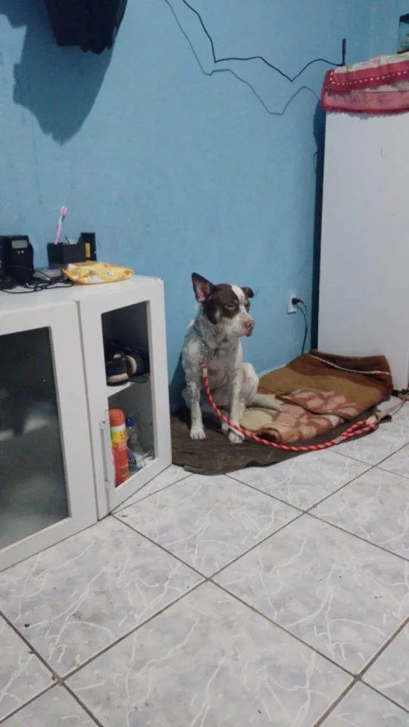 Cachorro ra a Pit-Bull idade 2 a 6 meses nome Falar com Fabiano - Whats 11 99204-7029