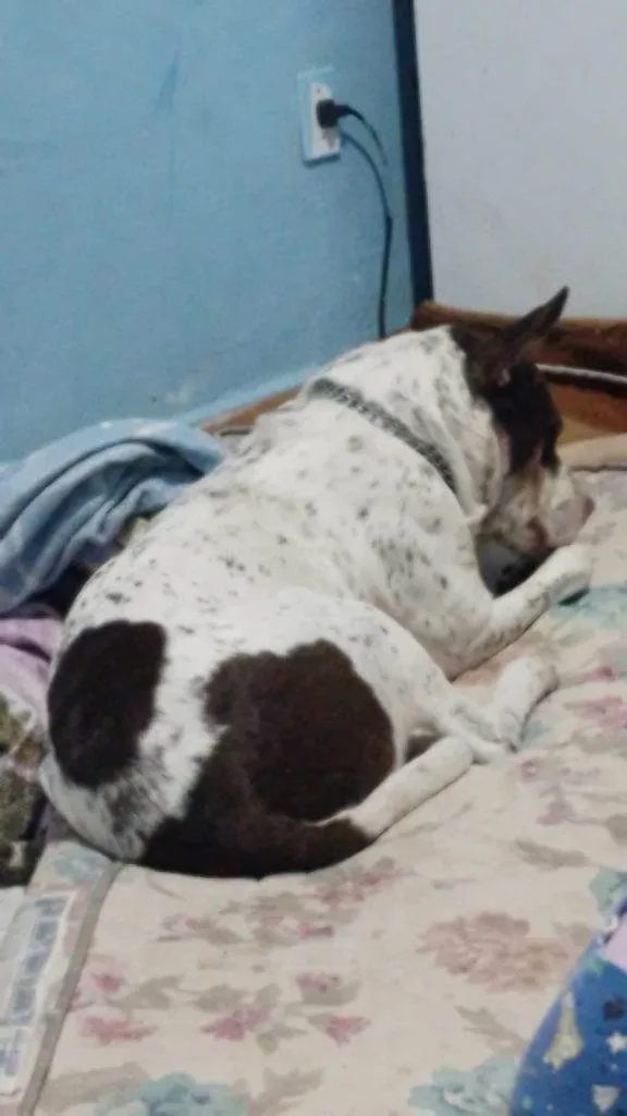 Cachorro ra a Pit-Bull idade 2 a 6 meses nome Falar com Fabiano - Whats 11 99204-7029