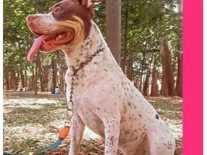 Cachorro ra a Pit-Bull idade 2 a 6 meses nome Falar com Fabiano - Whats 11 99204-7029