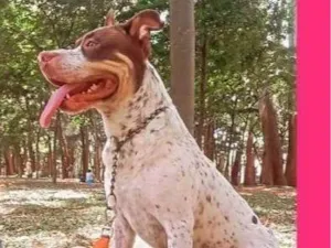 Cachorro raça Pit-Bull idade 2 a 6 meses nome Falar com Fabiano - Whats 11 99204-7029
