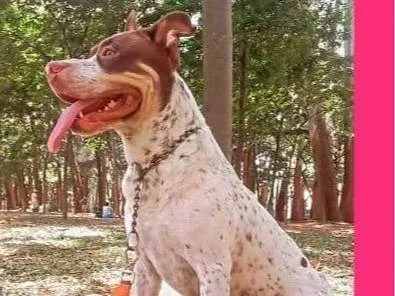 Cachorro ra a Pit-Bull idade 2 a 6 meses nome Falar com Fabiano - Whats 11 99204-7029