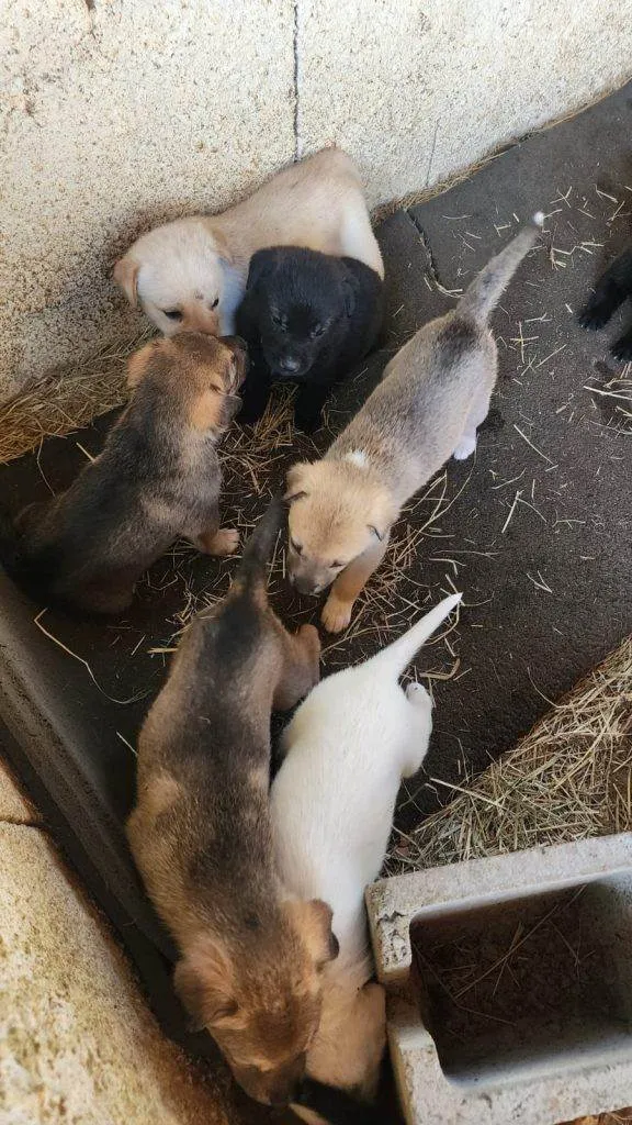 Cachorro ra a SRD-ViraLata idade Abaixo de 2 meses nome Falar com Fernanda - Whats 11 98271-0615