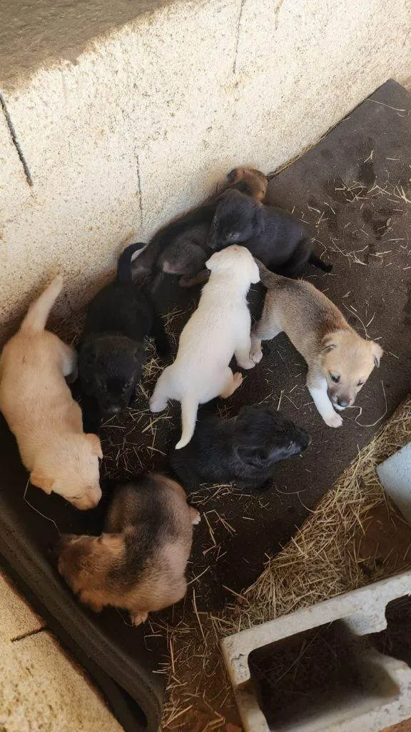 Cachorro ra a SRD-ViraLata idade Abaixo de 2 meses nome Falar com Fernanda - Whats 11 98271-0615