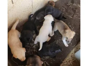 Cachorro raça SRD-ViraLata idade Abaixo de 2 meses nome Falar com Fernanda - Whats 11 98271-0615