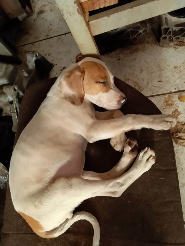 Cachorro ra a SRD-ViraLata idade 2 a 6 meses nome Sem nome
