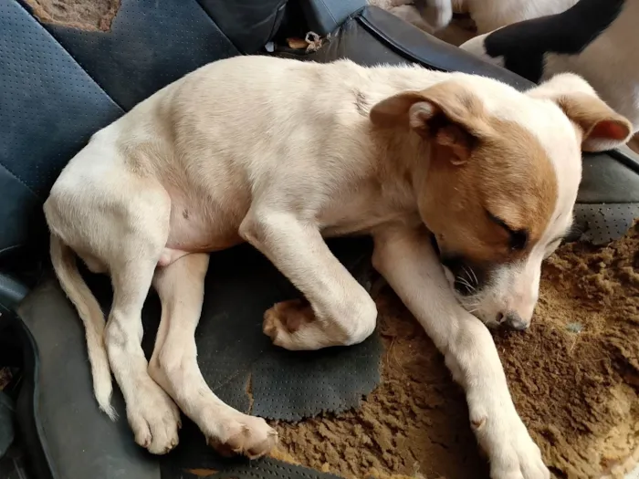 Cachorro ra a SRD-ViraLata idade 2 a 6 meses nome Sem nome