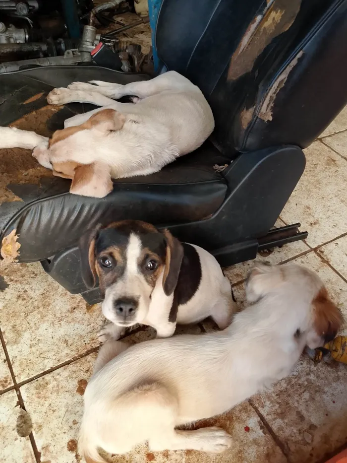 Cachorro ra a SRD-ViraLata idade 2 a 6 meses nome Sem nome