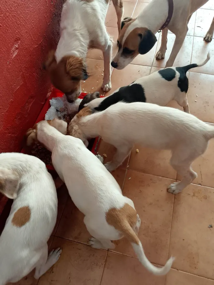 Cachorro ra a SRD-ViraLata idade 2 a 6 meses nome Sem nome