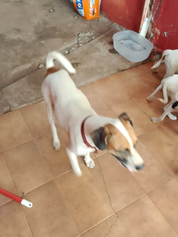 Cachorro ra a SRD-ViraLata idade 2 a 6 meses nome Sem nome
