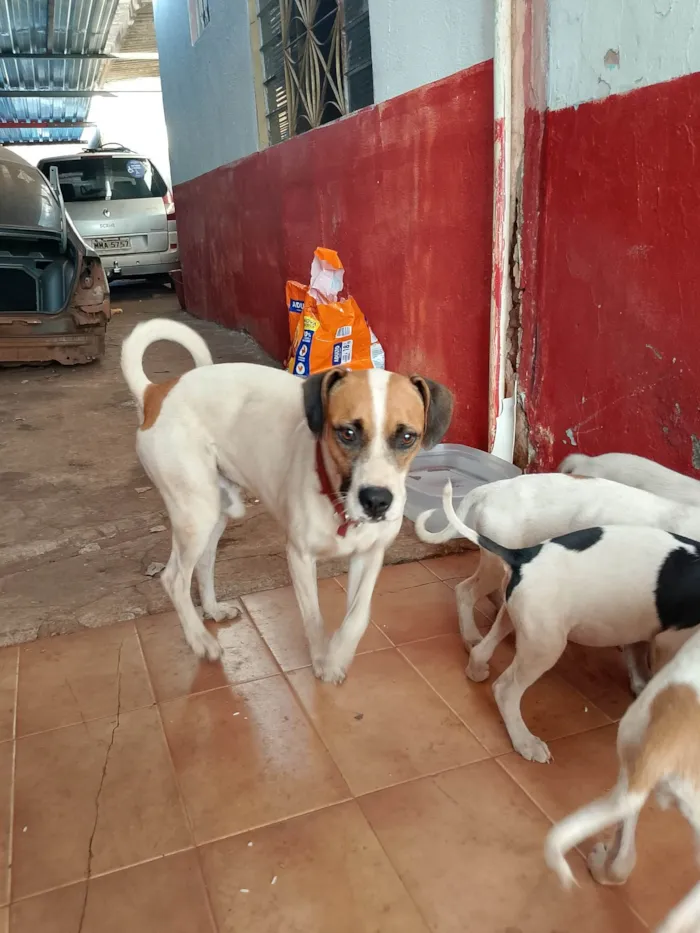 Cachorro ra a SRD-ViraLata idade 2 a 6 meses nome Sem nome