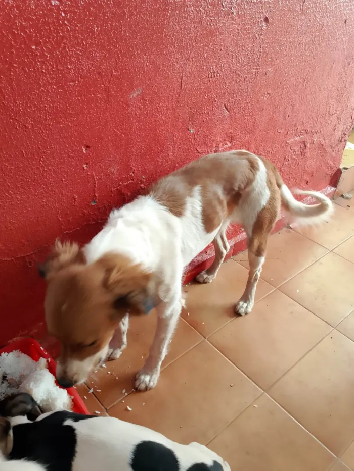 Cachorro ra a SRD-ViraLata idade 2 a 6 meses nome Sem nome